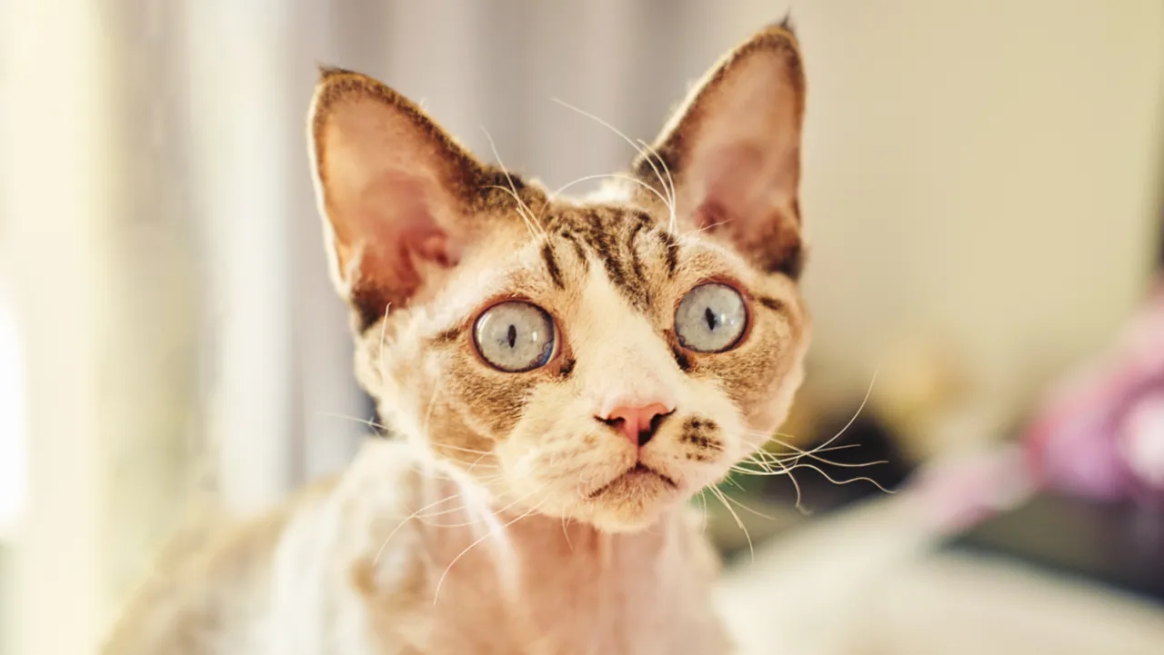 Devon Rex kocięta - jak je wychować i gdzie je znaleźć? Devon Rex kocięta - jak je wychować i gdzie je znaleźć?