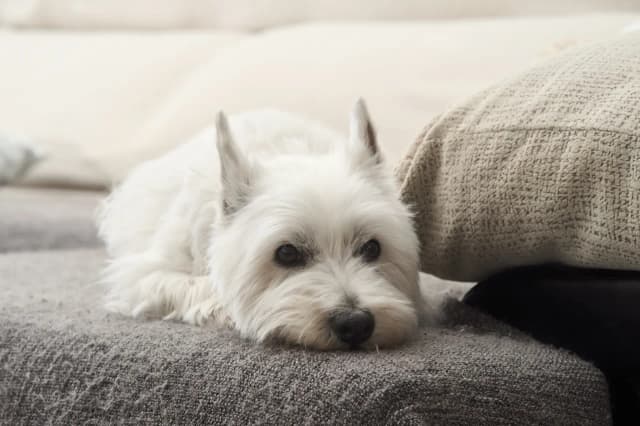 West Highland White Terrier – czy naprawdę gubi sierść i jak dbać o jego futro? West Highland White Terrier – czy naprawdę gubi sierść i jak dbać o jego futro?