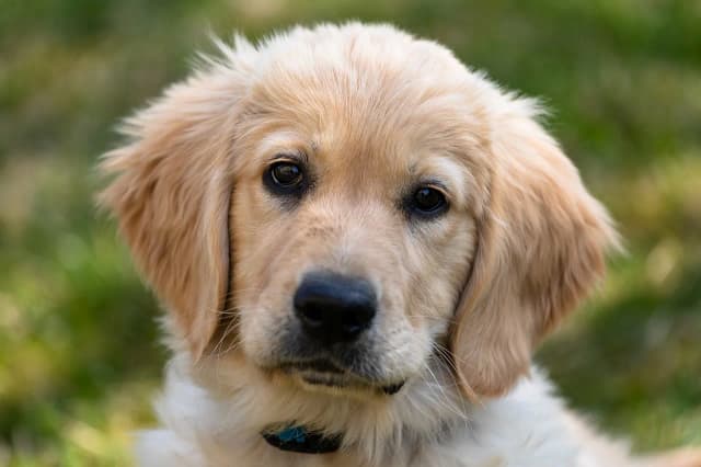 Czy golden retriever ma włosy czy sierść? Odkryj prawdę o jego futrze Czy golden retriever ma włosy czy sierść? Odkryj prawdę o jego futrze