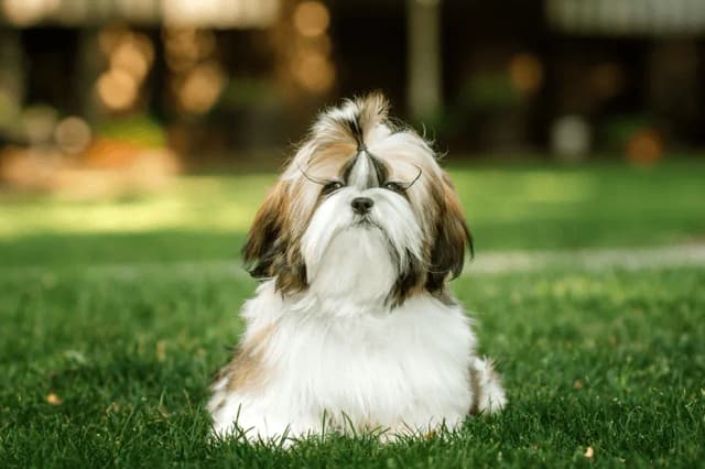 Shih Tzu ma włosy czy sierść? Odkryj różnice i pielęgnację Shih Tzu ma włosy czy sierść? Odkryj różnice i pielęgnację